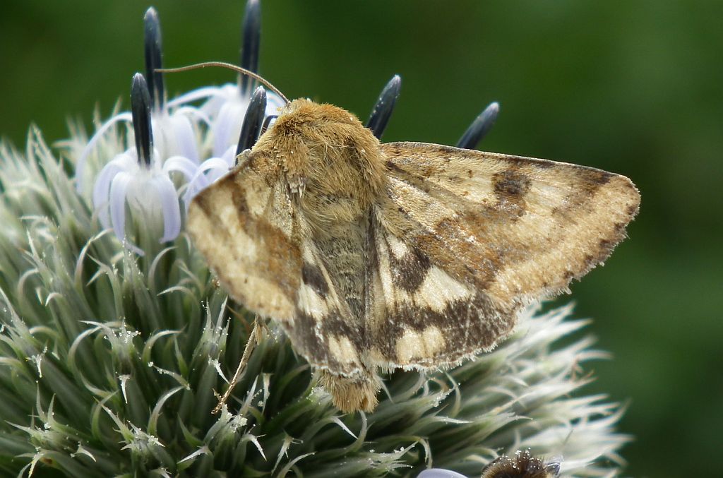 Słonecznica szczeciówka (Heliothis viriplaca)