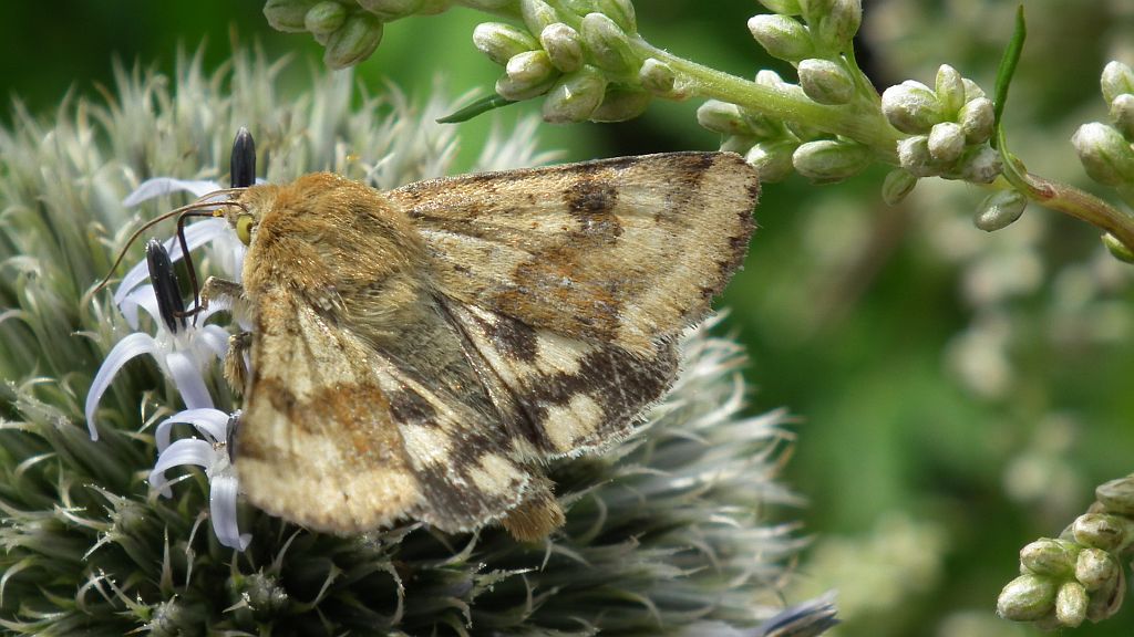 Słonecznica szczeciówka (Heliothis viriplaca)