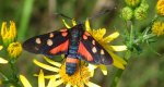 Kraśnik goryszowiec (Zygaena ephialtes)