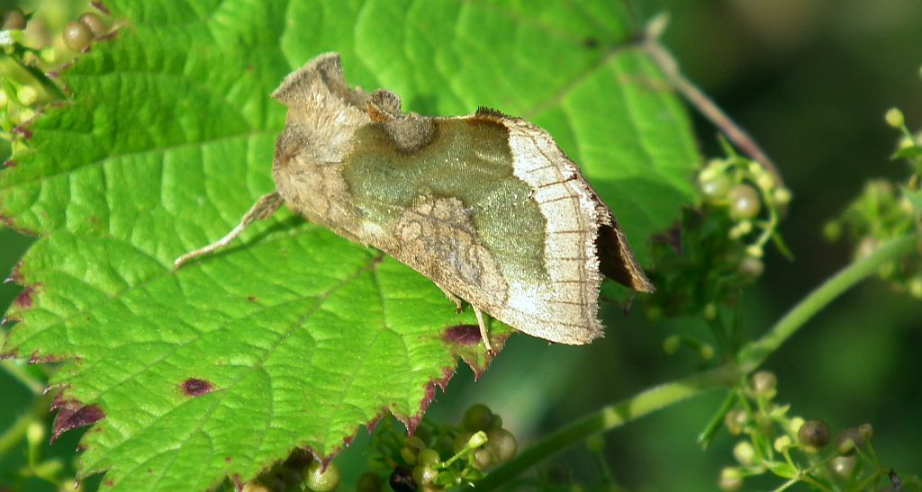 Błyszczka spiżówka (Diachrysia chrysitis)