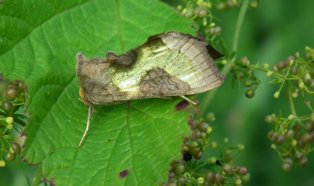 Błyszczka spiżówka (Diachrysia chrysitis)