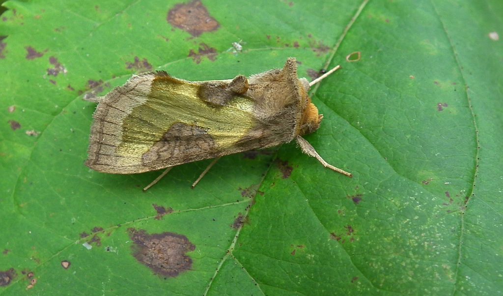 Błyszczka spiżówka (Diachrysia chrysitis)