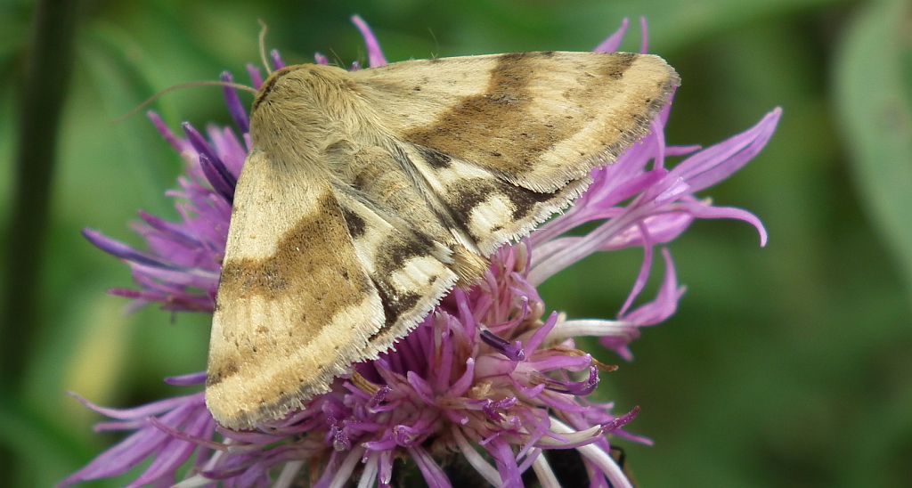 Słonecznica szczeciówka (Heliothis viriplaca)