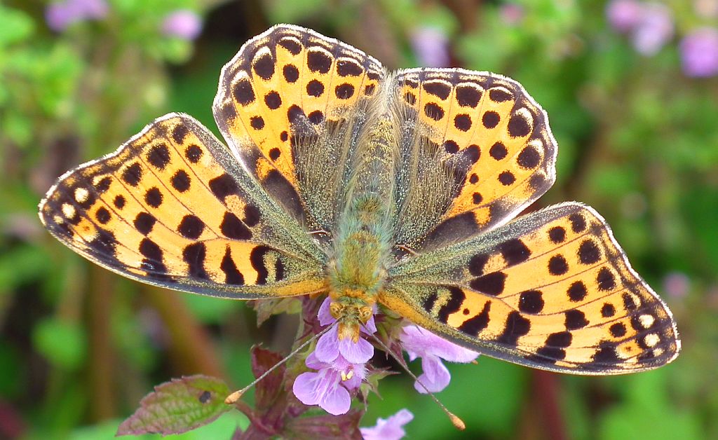 Dostojka latonia (Issoria lathonia)