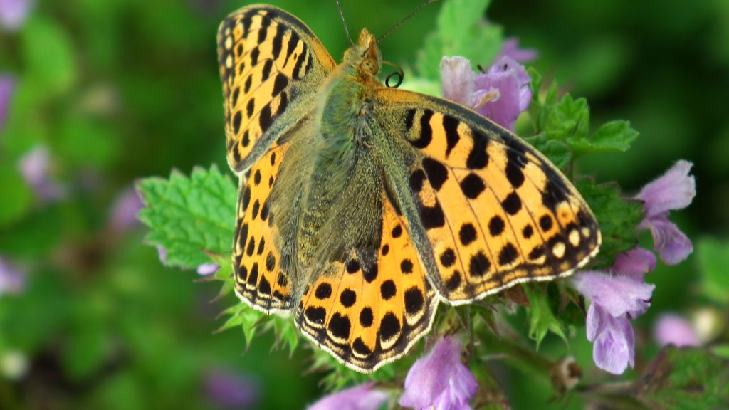 Dostojka latonia (Issoria lathonia)