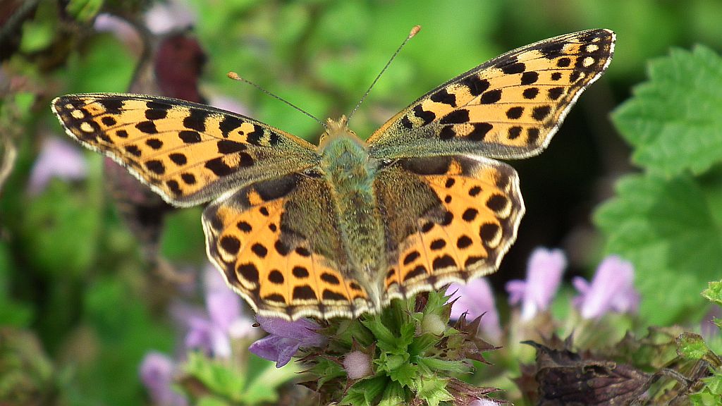 Dostojka latonia (Issoria lathonia)