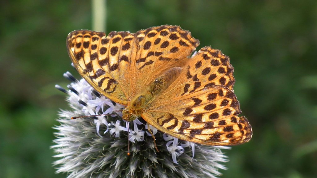 Dostojka laodyce (Argynnis laodice)