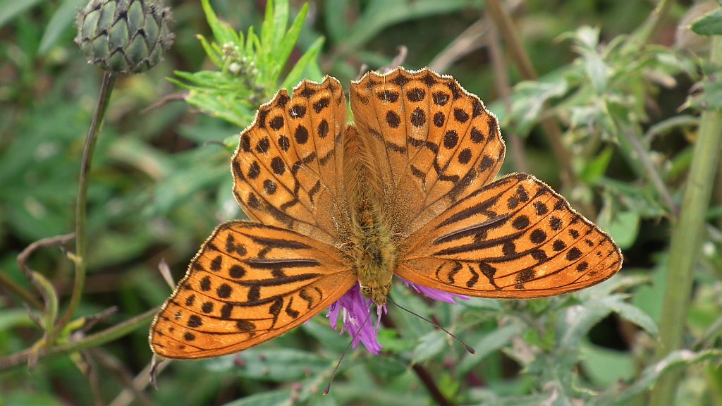 Dostojka malinowiec (Argynnis paphia)