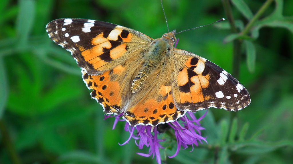 Rusałka osetnik  (Vanessa cardui)