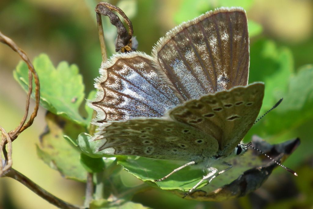 Modraszek dafnid (Polyommatus daphnis)