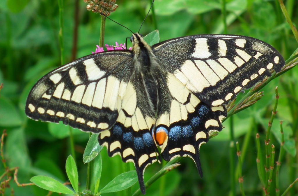 Paź królowej (Papilio machaon)
