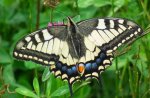 Paź królowej (Papilio machaon)