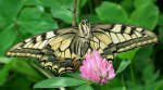 Paź królowej (Papilio machaon)