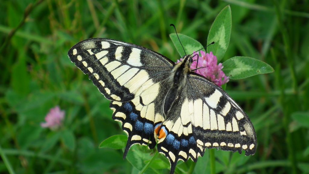 Paź królowej (Papilio machaon)