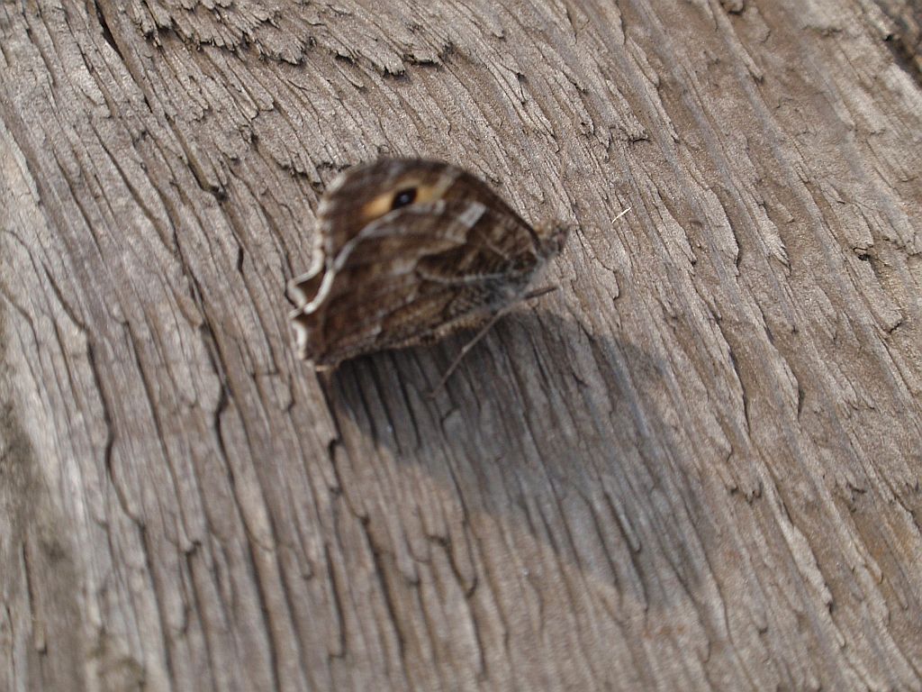 Skalnik semele (Hipparchia semele)