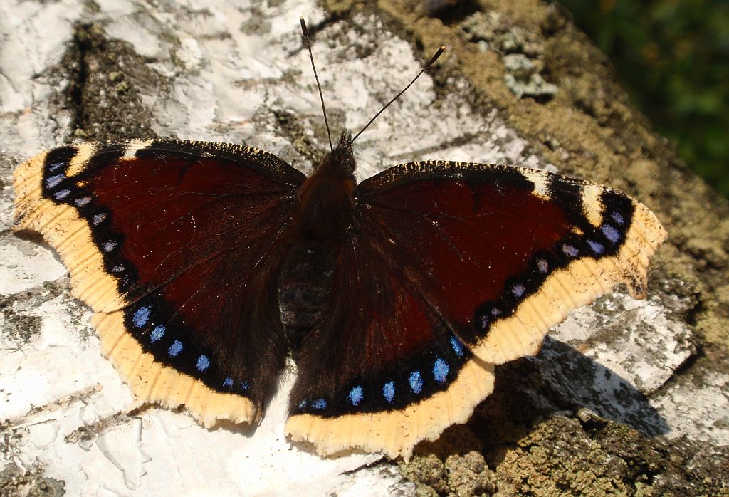 Rusałka żałobnik (Nymphalis antiopa)