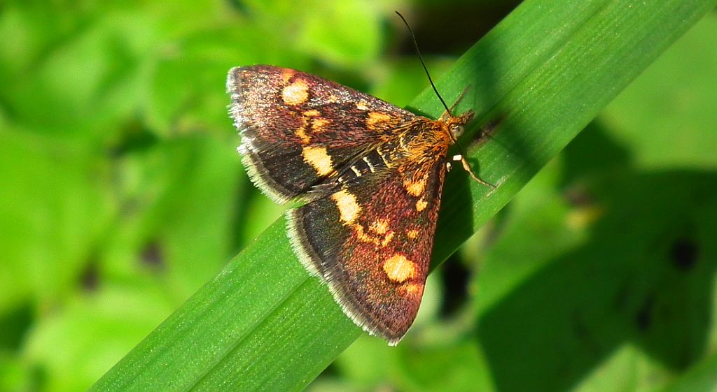 Omacnica złotowianka (Pyrausta aurata)