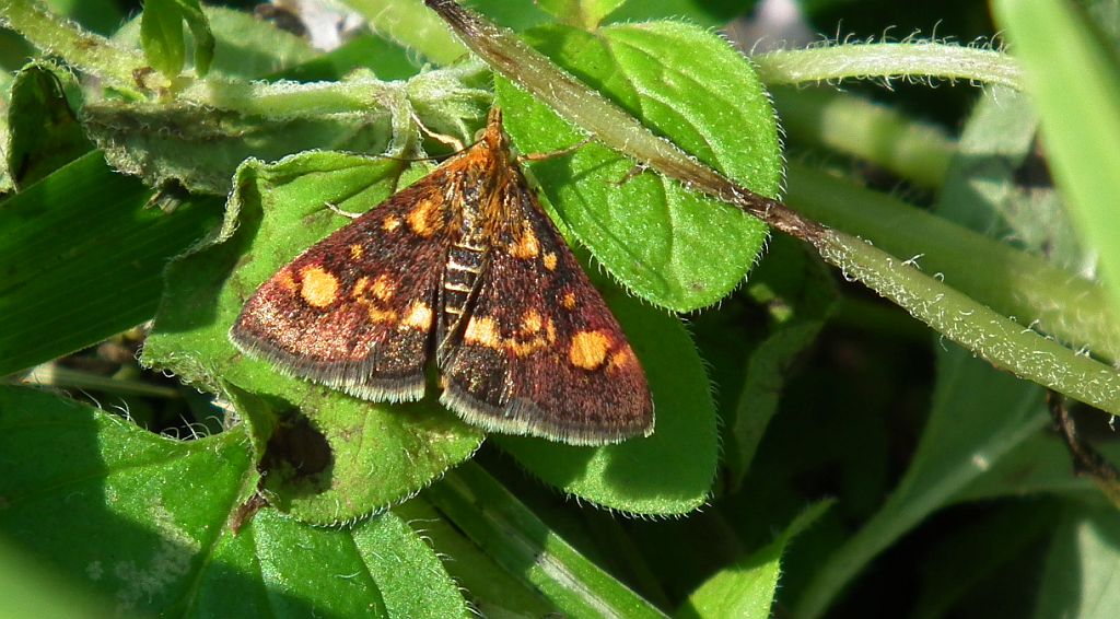 Omacnica złotowianka (Pyrausta aurata)