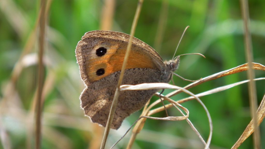 Przestrojnik likaon (Hyponephele lycaon)