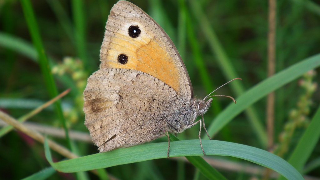 Przestrojnik likaon (Hyponephele lycaon)
