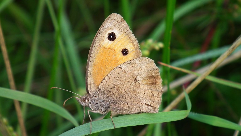 Przestrojnik likaon (Hyponephele lycaon)