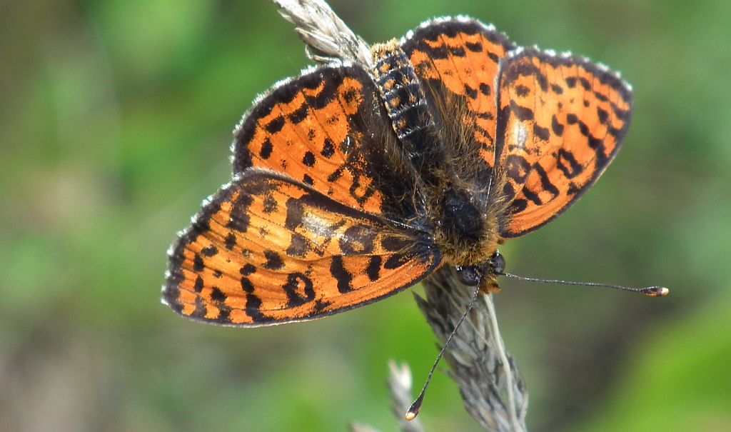 Przeplatka didyma (Melitaea didyma)