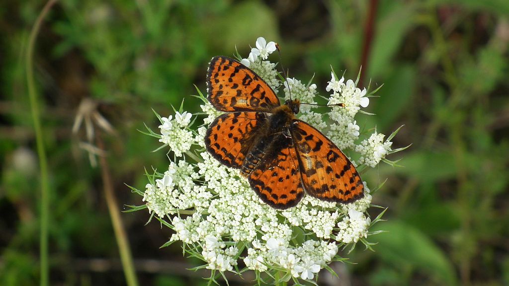 Przeplatka didyma (Melitaea didyma)