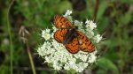 Przeplatka didyma (Melitaea didyma)