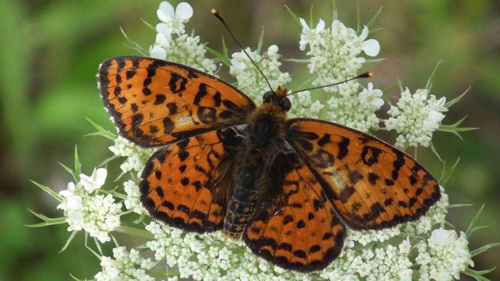 Przeplatka didyma (Melitaea didyma)