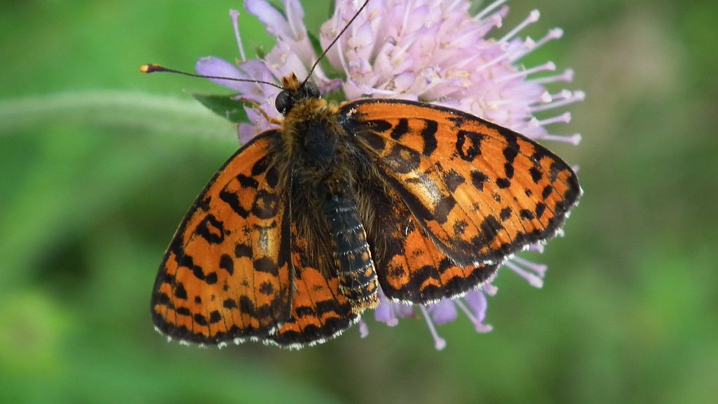 Przeplatka didyma (Melitaea didyma)
