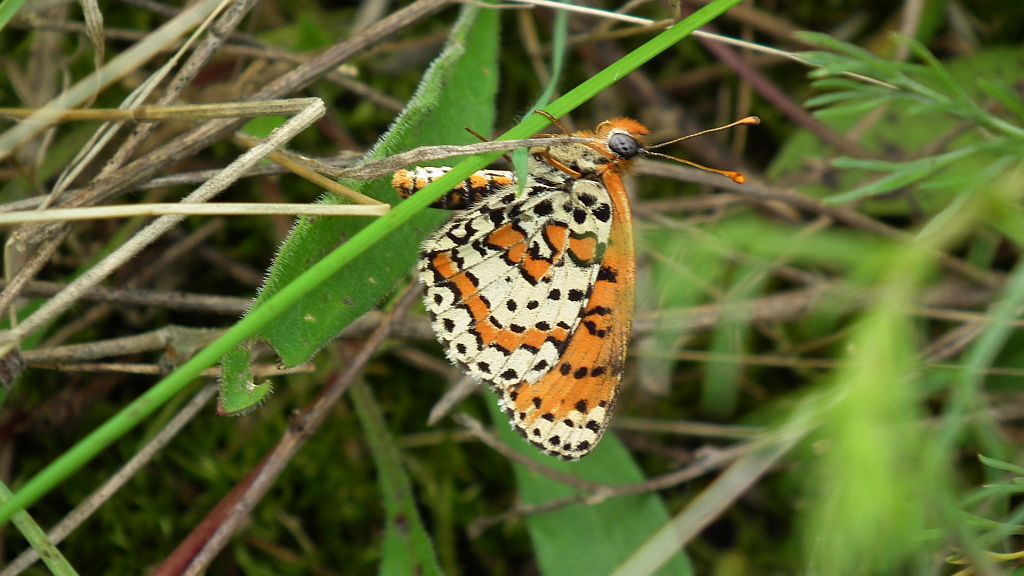 Przeplatka didyma (Melitaea didyma)