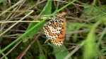 Przeplatka didyma (Melitaea didyma)