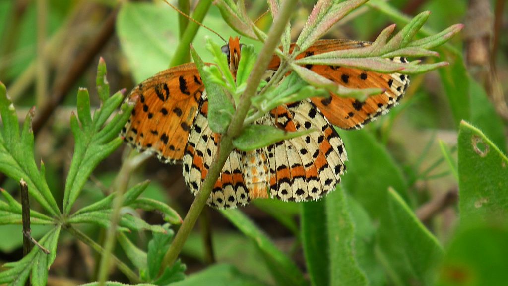 Przeplatka didyma (Melitaea didyma)