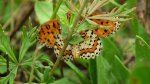 Przeplatka didyma (Melitaea didyma)