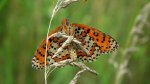 Przeplatka didyma (Melitaea didyma)