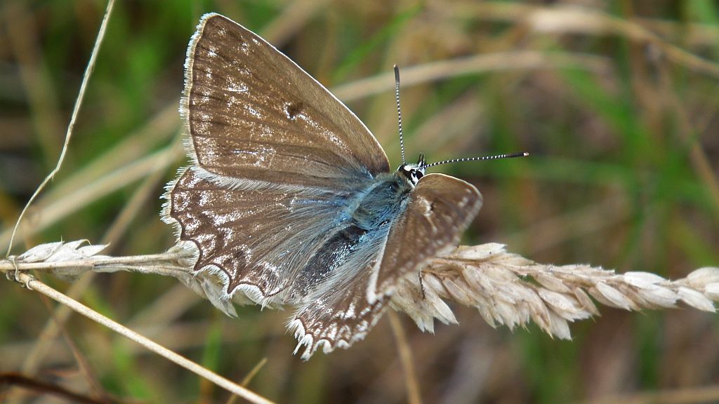Modraszek dafnid (Polyommatus daphnis)