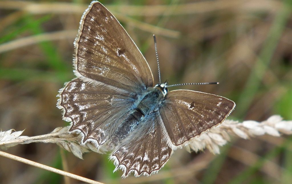Modraszek dafnid (Polyommatus daphnis)