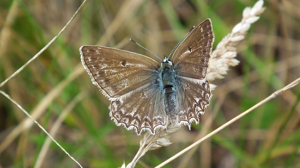 Modraszek dafnid (Polyommatus daphnis)