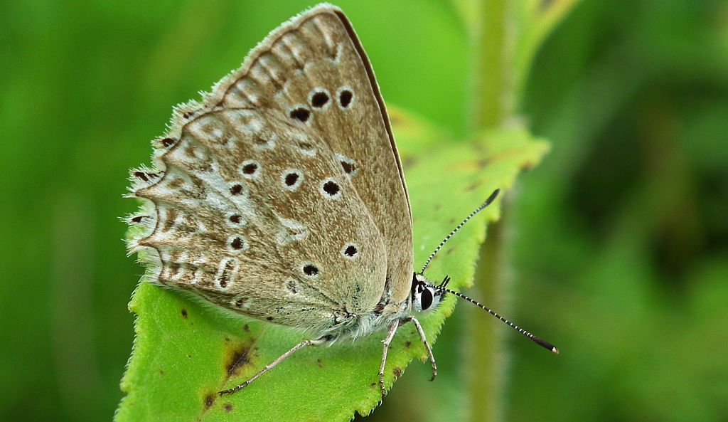 Modraszek dafnid (Polyommatus daphnis)