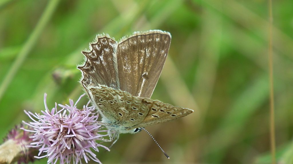 Modraszek dafnid (Polyommatus daphnis)