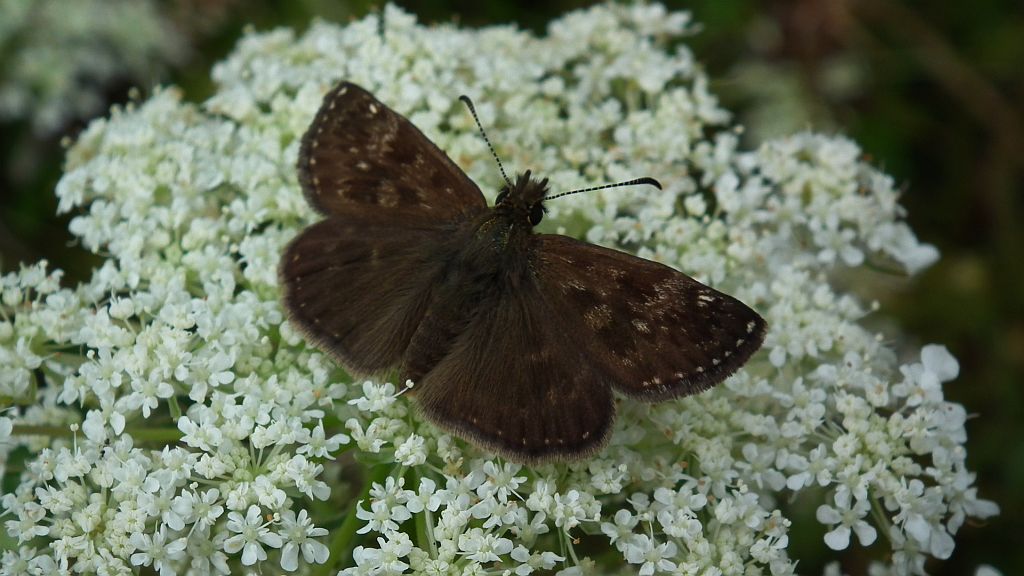 Powszelatek brunatek (Erynnis tages)