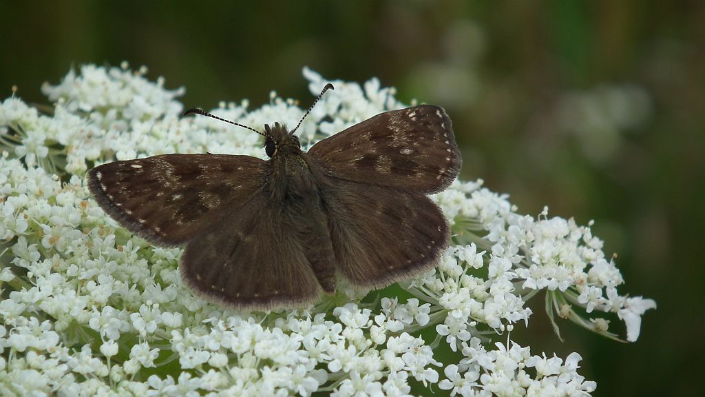 Powszelatek brunatek (Erynnis tages)
