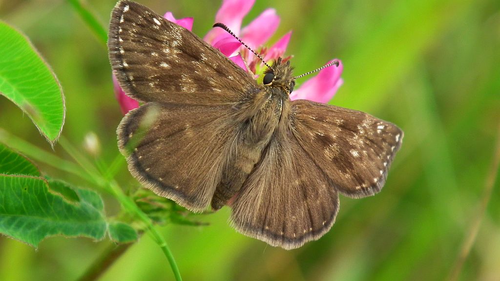 Powszelatek brunatek (Erynnis tages)
