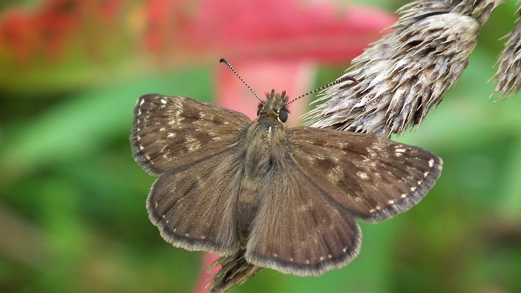 Powszelatek brunatek (Erynnis tages)