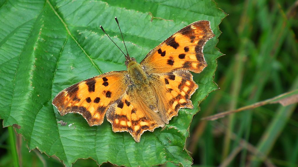 Rusałka ceik (Polygonia c-album)