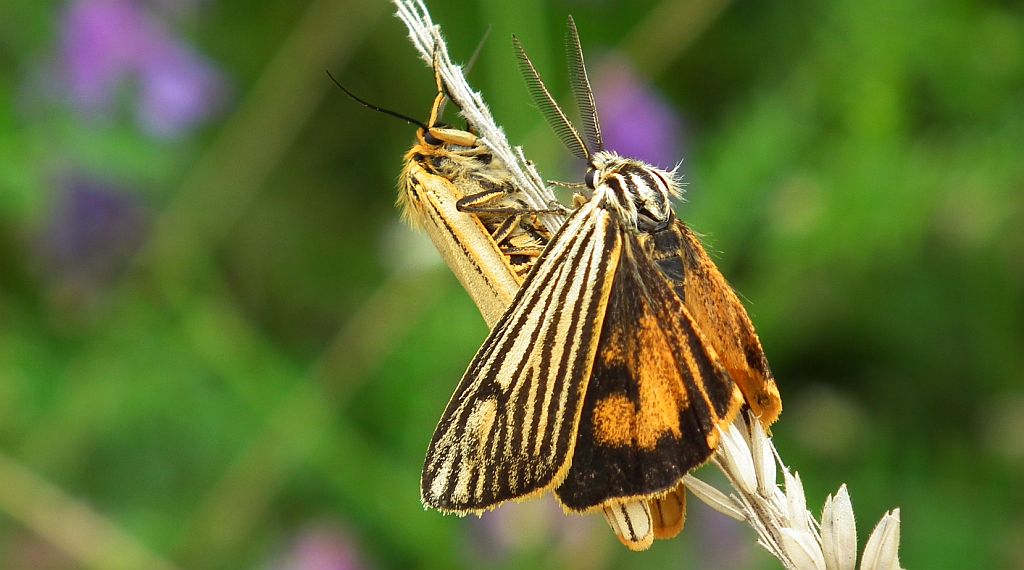 Pstrokówka kreskówka (Coscinia striata)