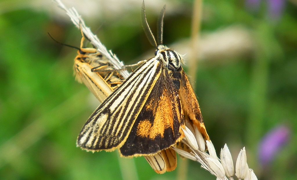 Pstrokówka kreskówka (Coscinia striata)
