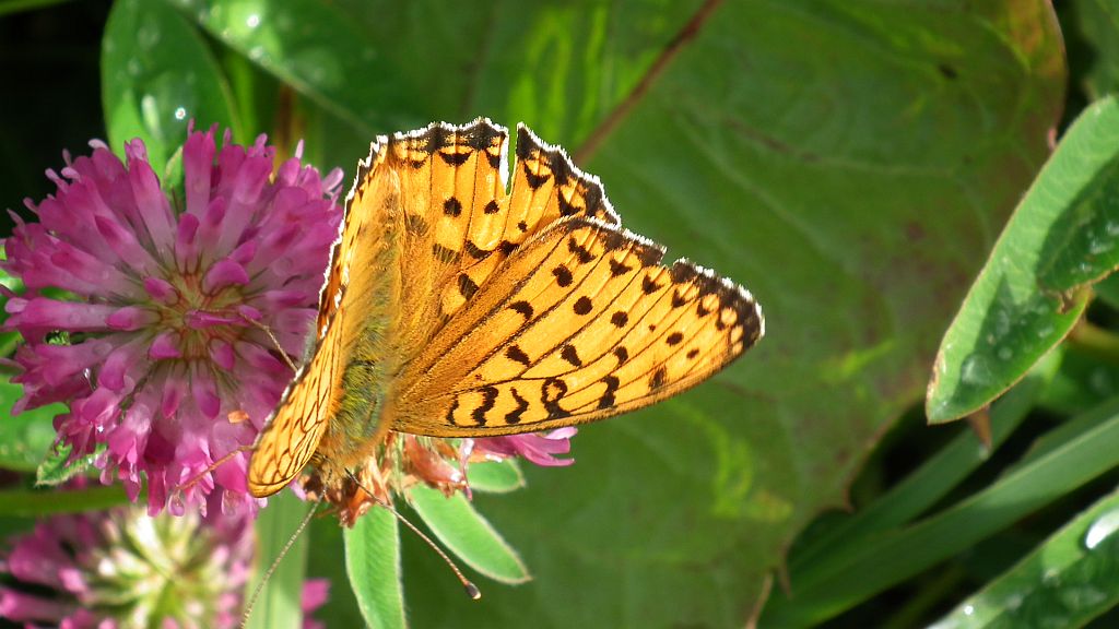 Dostojka dafne (Brenthis daphne)