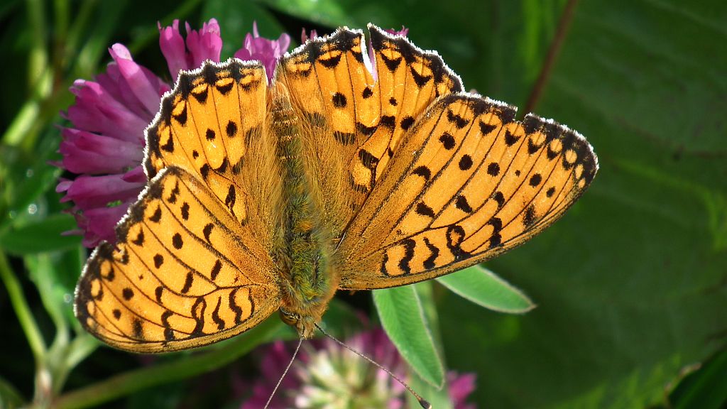 Dostojka dafne (Brenthis daphne)