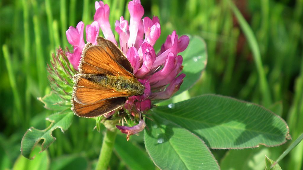 Karłątek leśny, karłątek ceglasty (Thymelicus sylvestris)